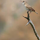 Troglodyte austral
