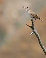 Troglodyte austral