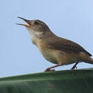 Troglodyte austral