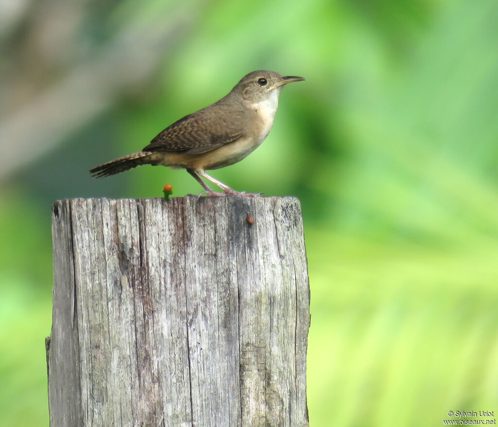 House Wren (musculus)adult