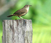 House Wren (musculus)