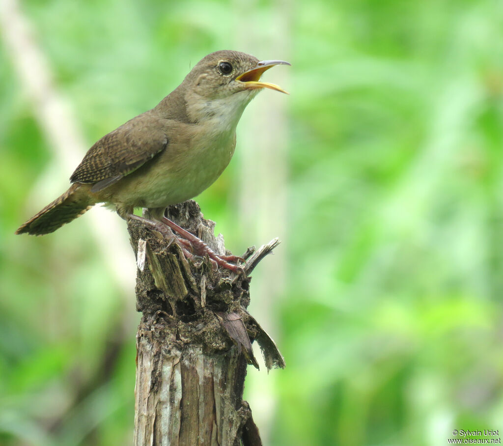 House Wren (musculus)adult