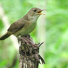 Troglodyte austral