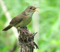 House Wren (musculus)