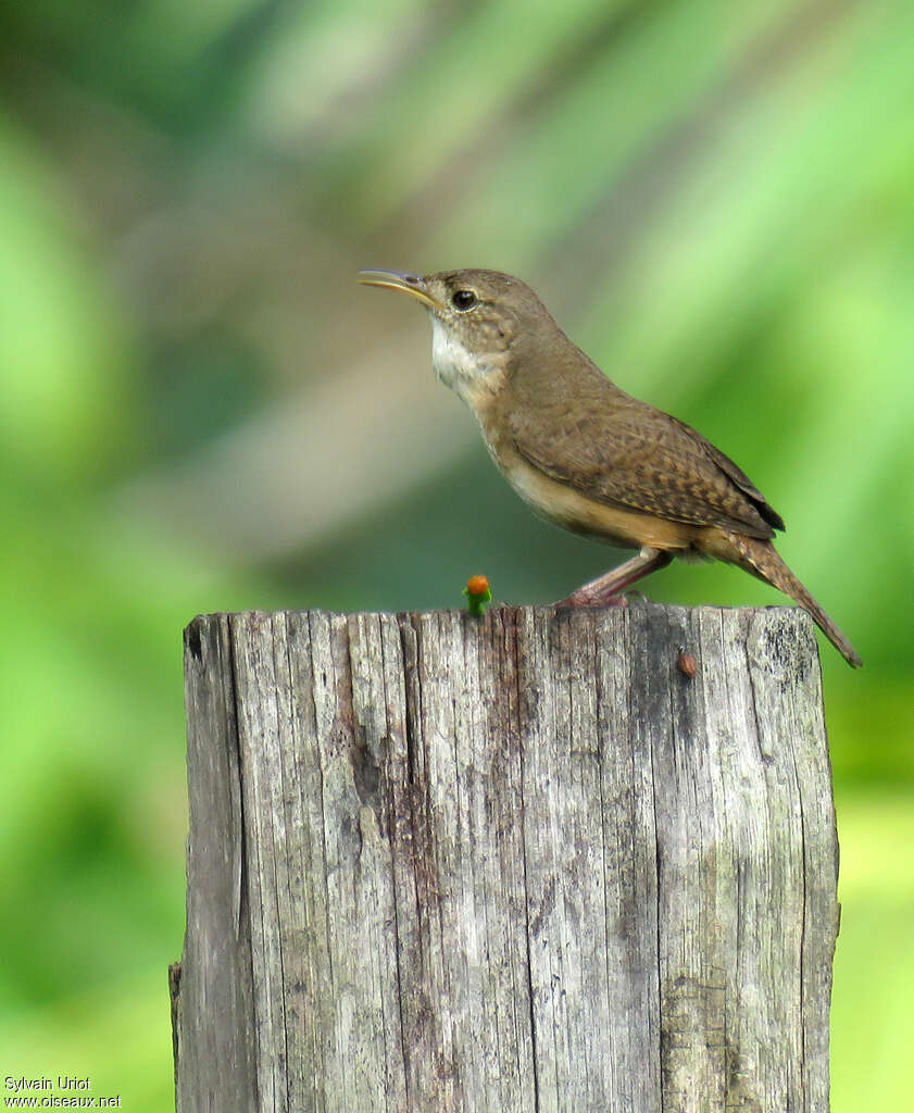 House Wren (musculus)adult