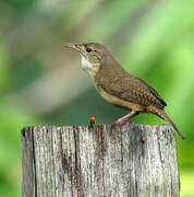 House Wren (musculus)