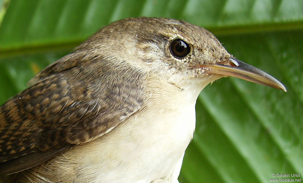 House Wren (musculus)