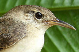 House Wren (musculus)