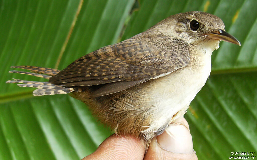 House Wren (musculus)