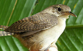 House Wren (musculus)