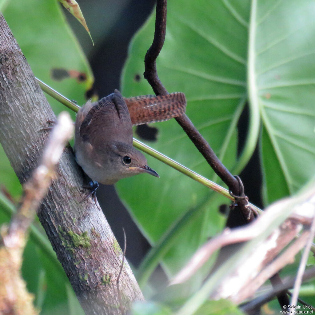 House Wren (musculus)juvenile