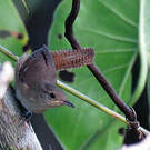 Troglodyte austral