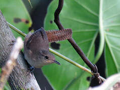 House Wren (musculus)