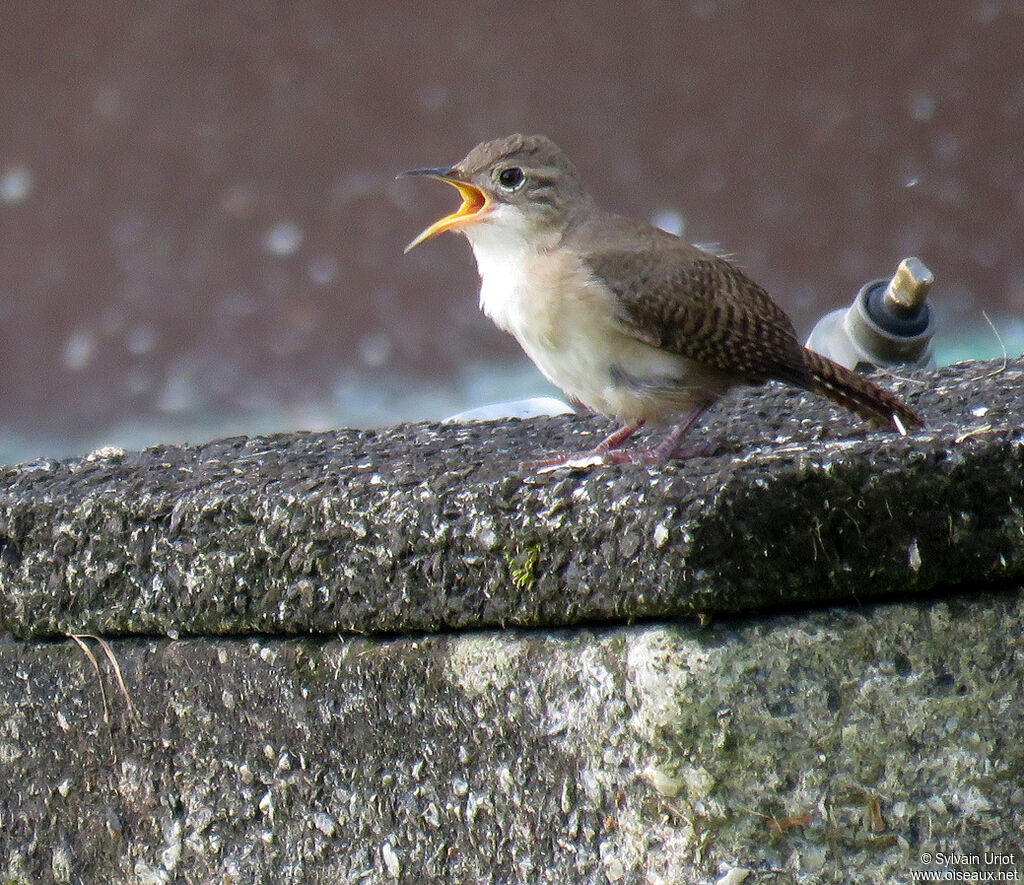 House Wren (musculus)adult