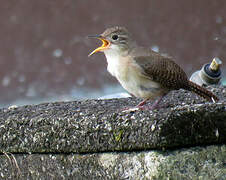 House Wren (musculus)