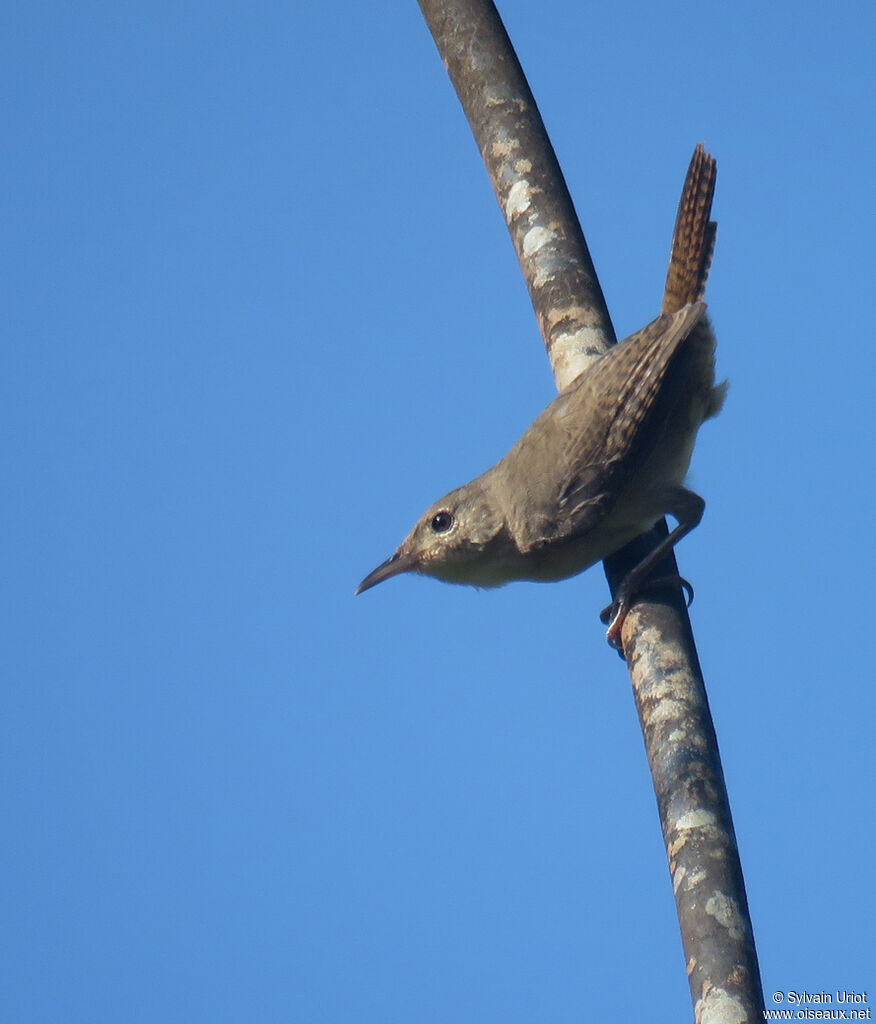 House Wren (musculus)adult