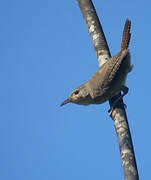 House Wren (musculus)