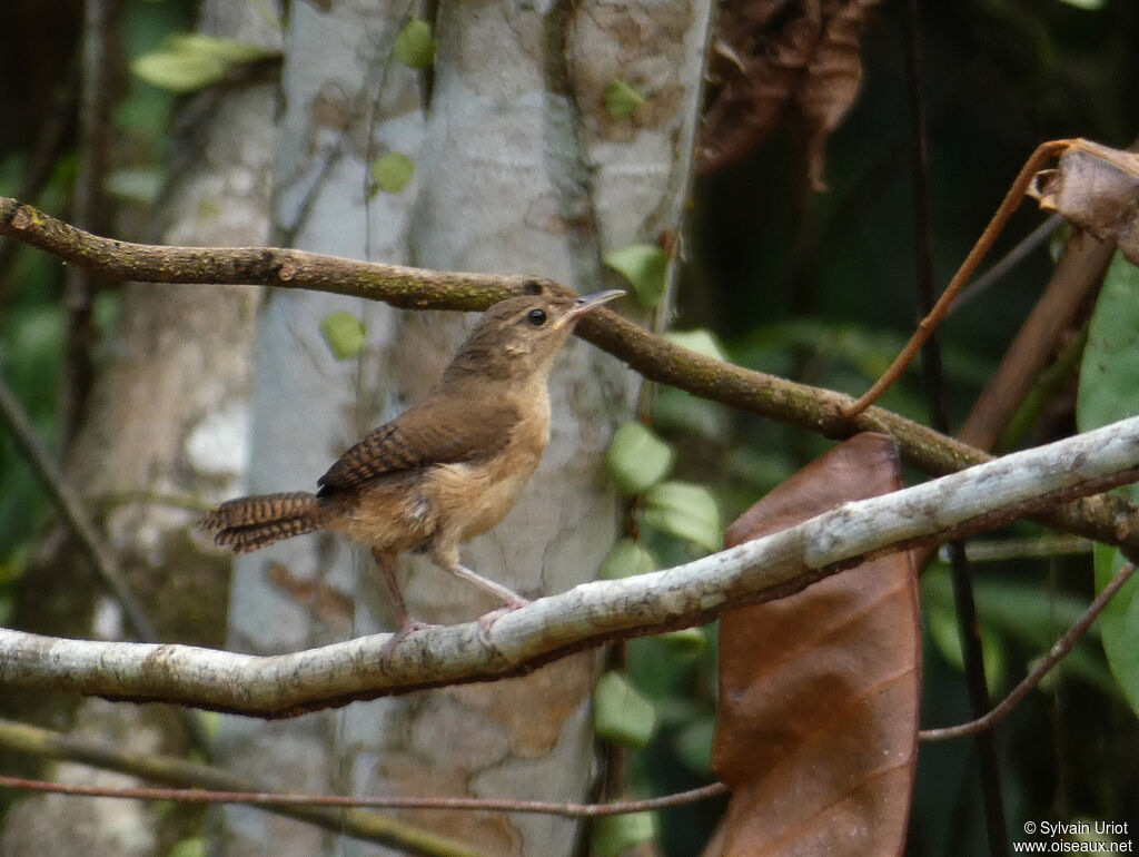 House Wren (musculus)juvenile