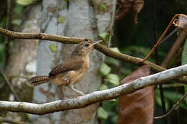 House Wren (musculus)