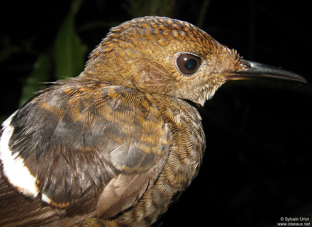 Wing-banded Wren