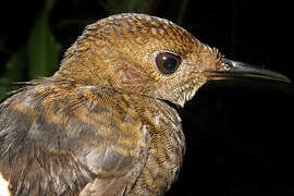 Wing-banded Wren