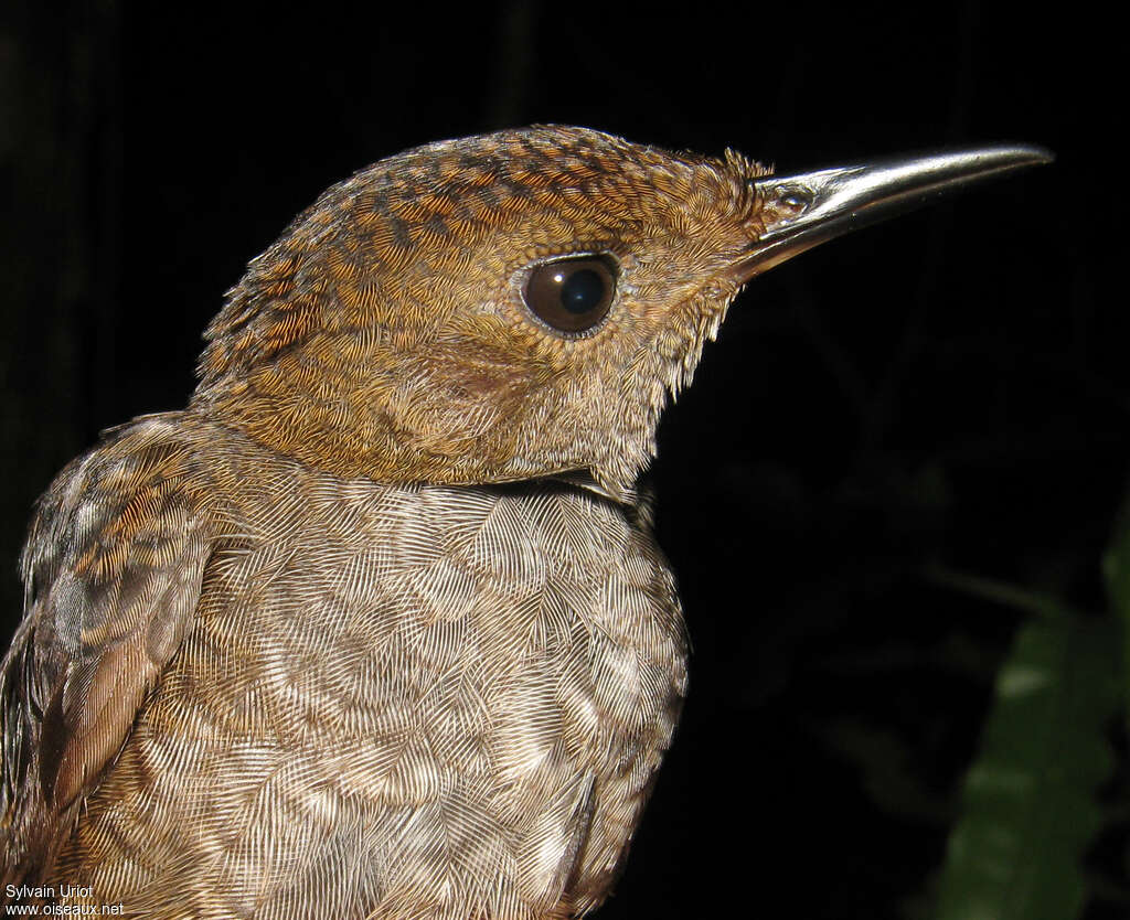 Wing-banded Wrenadult, close-up portrait