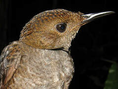 Wing-banded Wren