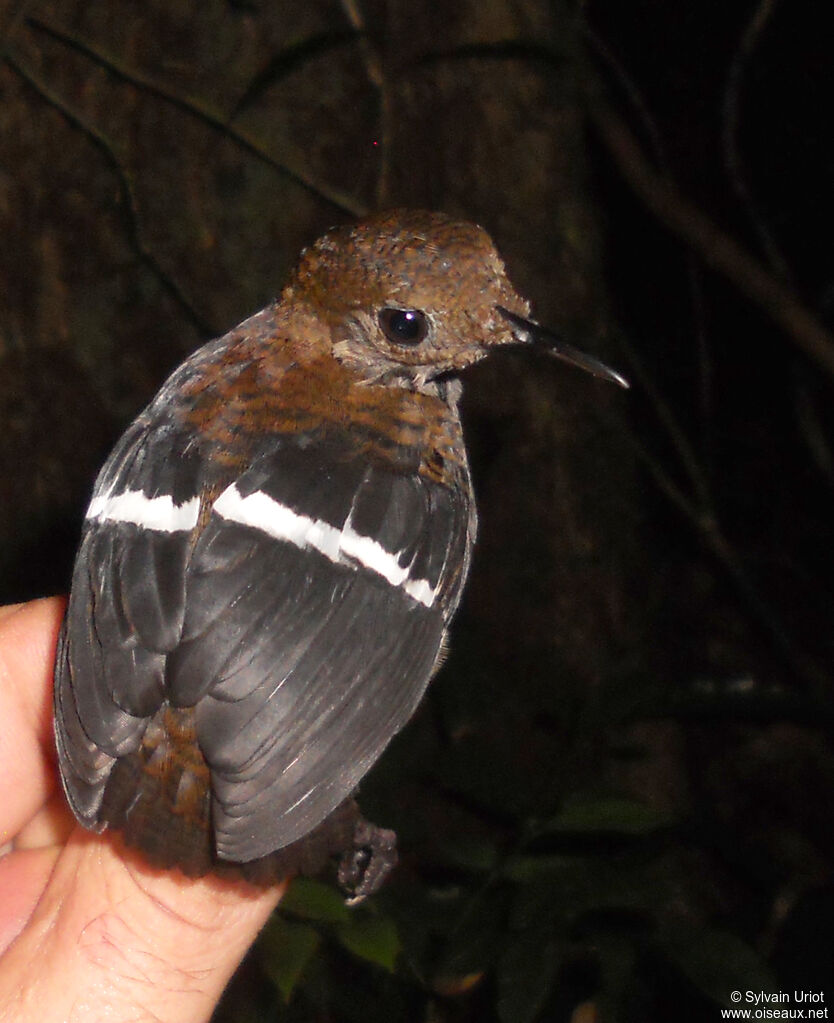 Wing-banded Wren