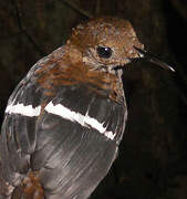 Wing-banded Wren