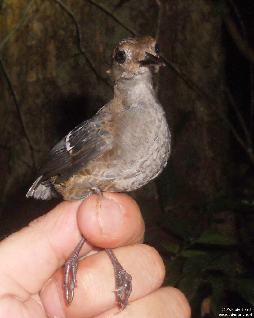 Wing-banded Wren