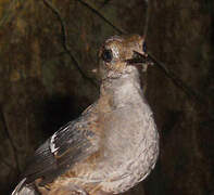 Wing-banded Wren