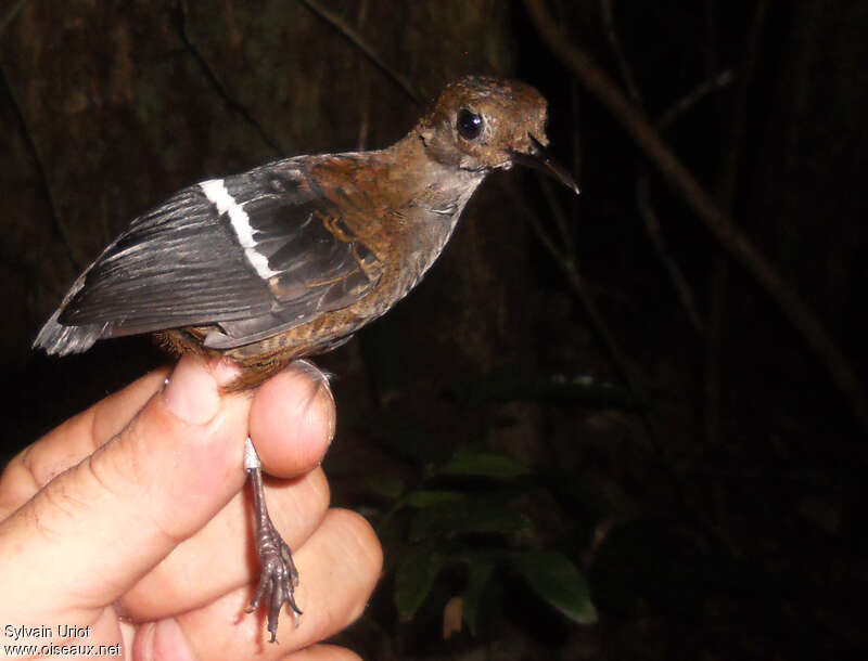 Wing-banded Wrenadult, identification