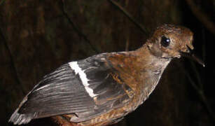 Wing-banded Wren