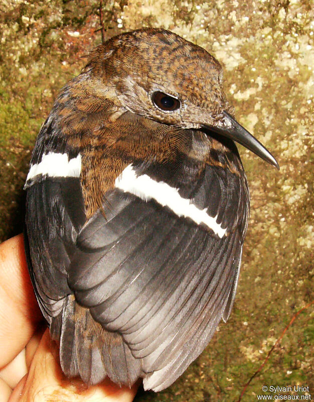 Wing-banded Wren