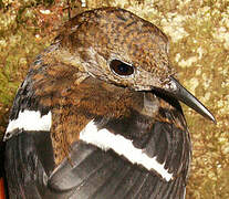 Wing-banded Wren