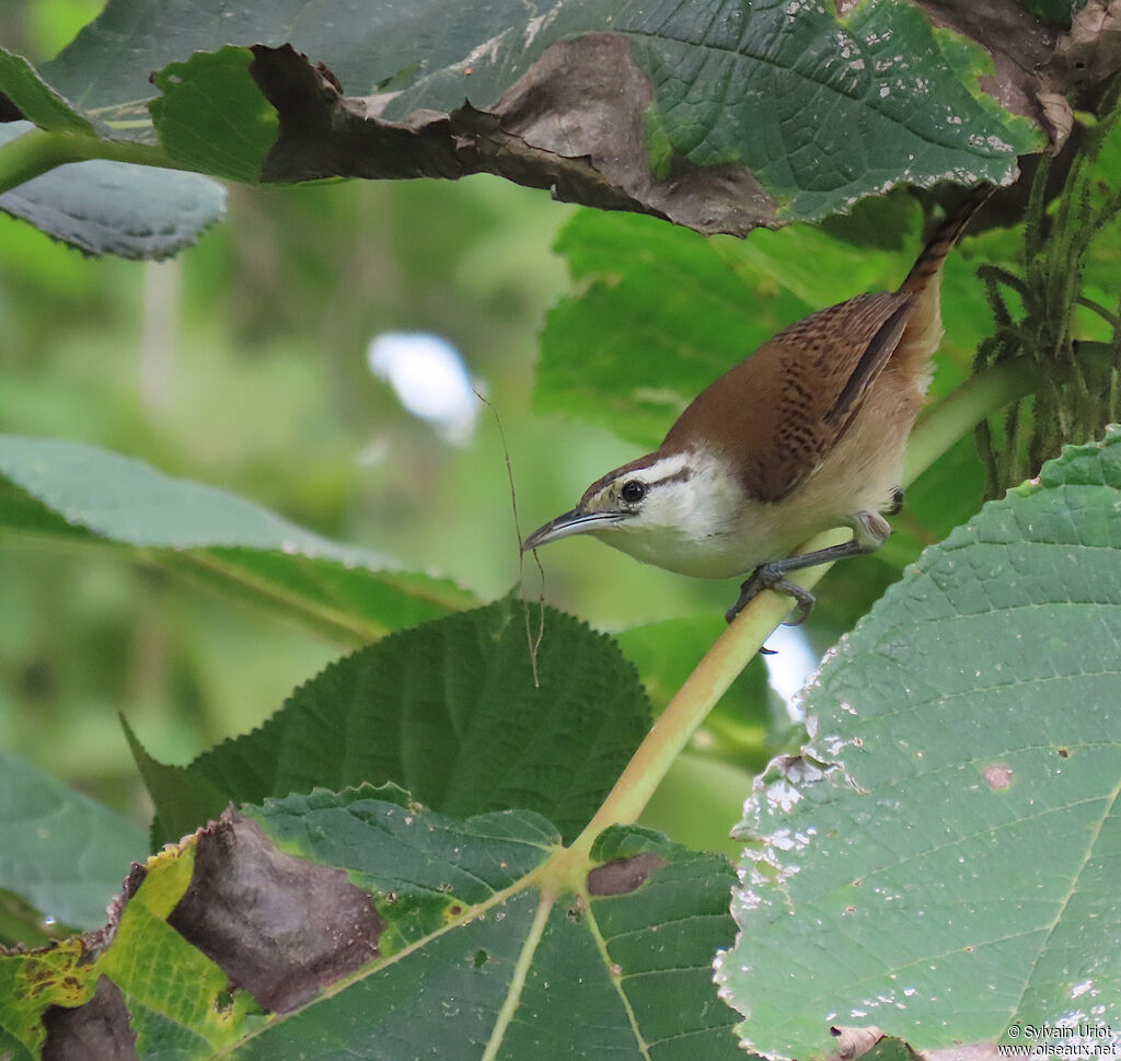 Superciliated Wrenadult