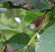 Superciliated Wren