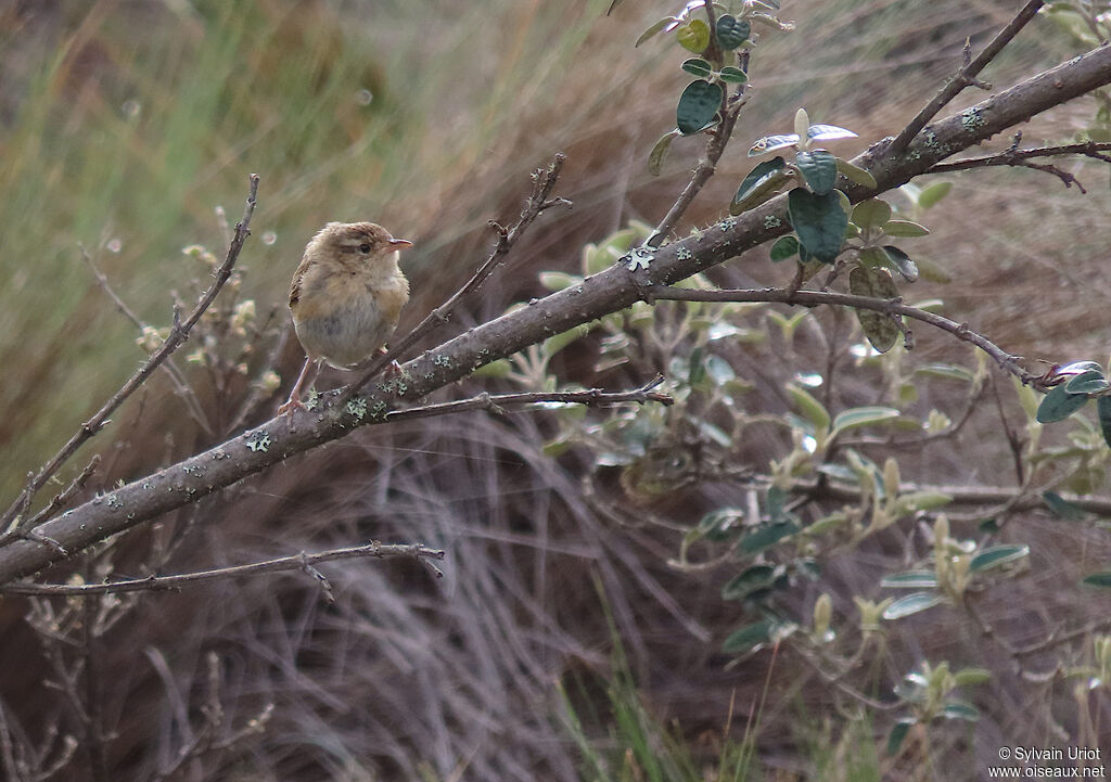 Grass Wrenadult