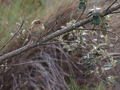 Grass Wren