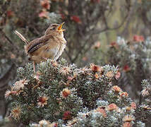 Grass Wren