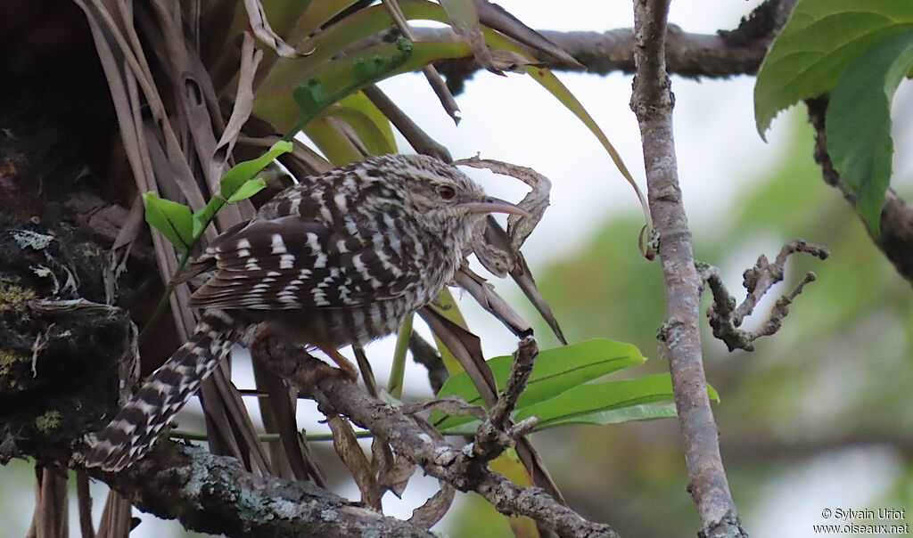 Fasciated Wren