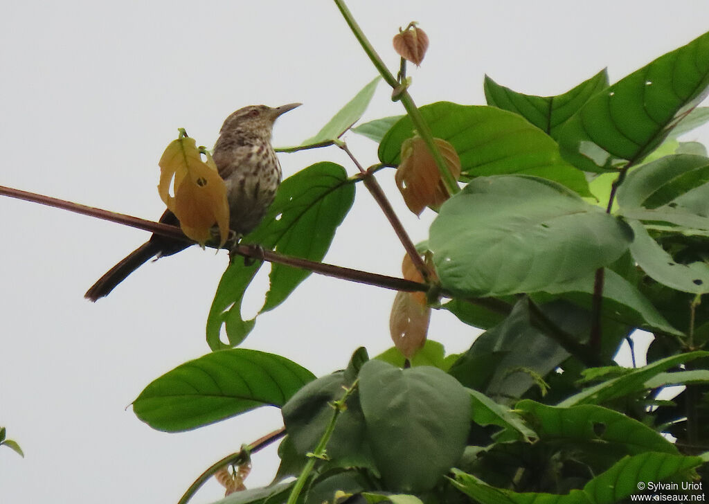 Thrush-like Wrenadult