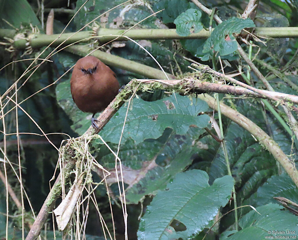 Rufous Wrenadult