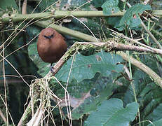 Rufous Wren