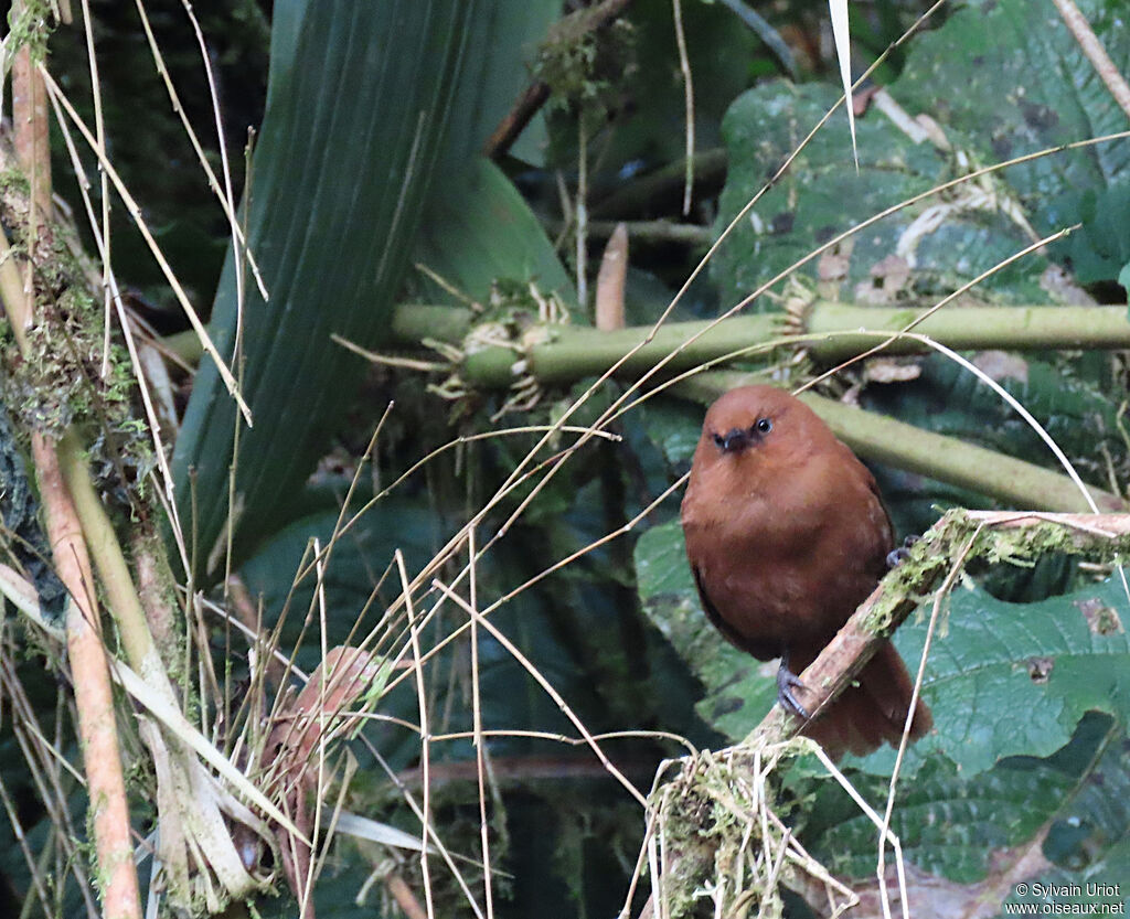 Rufous Wrenadult