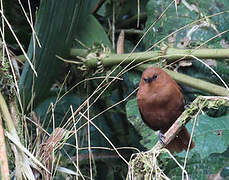 Rufous Wren