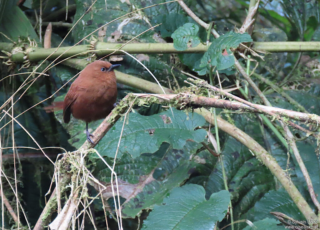 Rufous Wrenadult