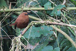 Rufous Wren