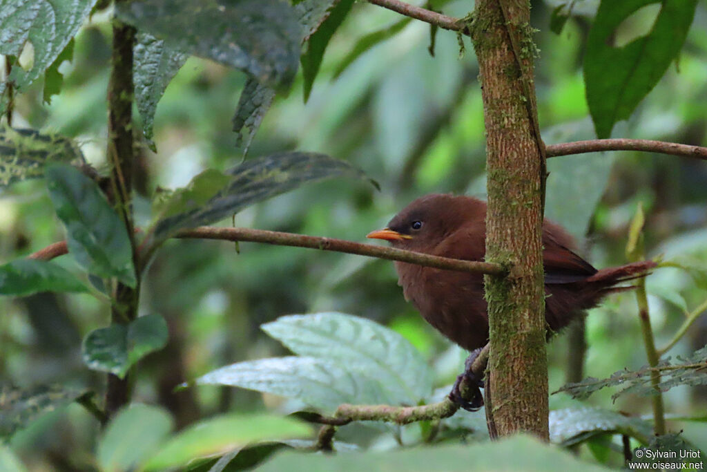 Rufous WrenPoussin