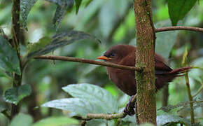 Rufous Wren